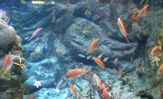 Diversas especies en el acuario